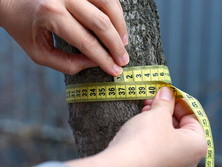 A woman measuring the circumference of a tree with a tape measure. Close up.