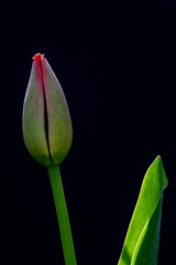 Big red tulip bud on a black background. Photographed in natural light. Concept art.
