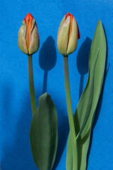 Two tulip buds on a blue background. Concept art.
