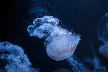 underwater photos of jellyfish chrysaora plocamia south america sea nettle © Minakryn Ruslan 