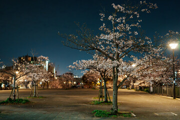 夜の公園と桜の木