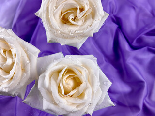 White roses on a purple background.