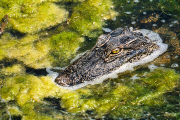 Swamp Alligator