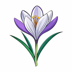 Vector illustration of a single crocus saffron flower drawn with a stroke  line art 