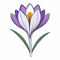 Vector illustration of a single crocus saffron flower drawn with a stroke  line art 