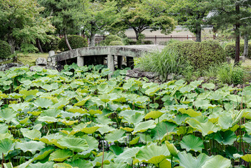 Big pond with huge green Lily plants.
Aquatic plants that nurture from the mud in the ponds.
