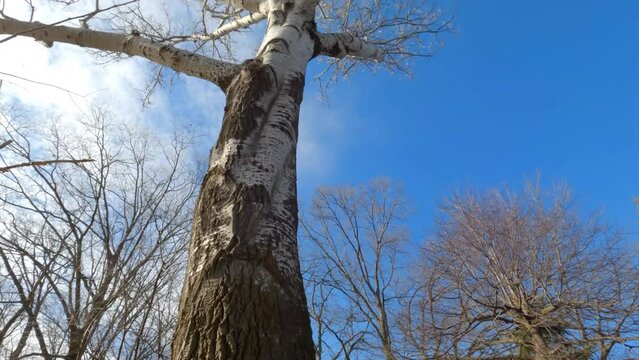 The bark of a white poplar tree, a.k.a. Populus alba in Latin, looks very similar to those of birch trees. This video will show the difference from the bottom to top of the tree