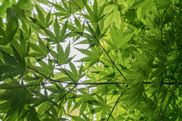 Green maple leaves as seen from a low angle.
Abstract foliage created by Maple tree.