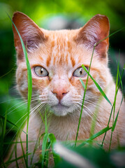 Miradas de gato callejero