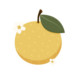 Asian pear whole fruit and half isolated on white background. Vector illustration of tropical exotic fruits in flat style.