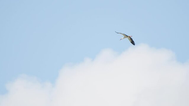 Weisstorch fliegt vor Blauem Himmel, Schweiz