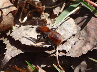 Female tawny mining bee (Andrena fulva) resting on dry leaves