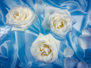 White roses on a luxurious blue silk background