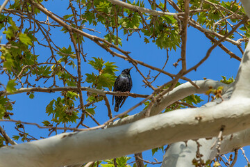 Sterling sitting on a tree branch in spring in a rural area around Yazd, Iran.