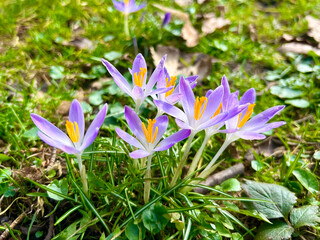 Delicate lilac crocuses in a clearing in a spring park.