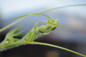 close up photo of plant shoots. blur background photo