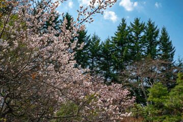 天神山緑地の桜（北海道札幌市豊平区）