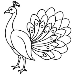 peacock illustration