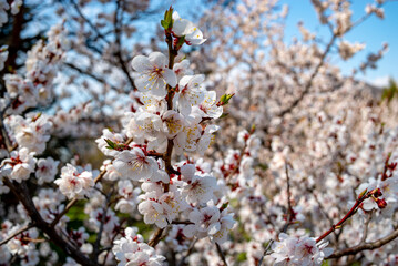 天神山緑地の桜（北海道札幌市豊平区）