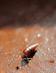 Very small shell snail from the smooth snail family.