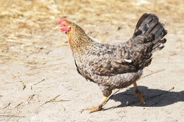 Chicken on sand. Portrait of animal farm background. Countryside landscape. Chicken farm. Brown orange color feathers. Chicken walking freely on hay. Closeup bird.