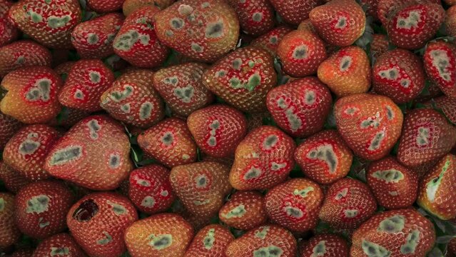 Looping Time-Lapse Of Strawberries As They Rot And Go Mouldy