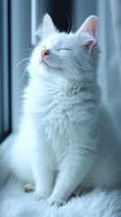 "Serene Elegance: A Pristine White Cat Relishing Sunlight's Embrace"