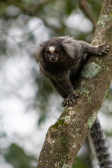 Black-Tufted-Ear Marmoset on a branch with blurred background