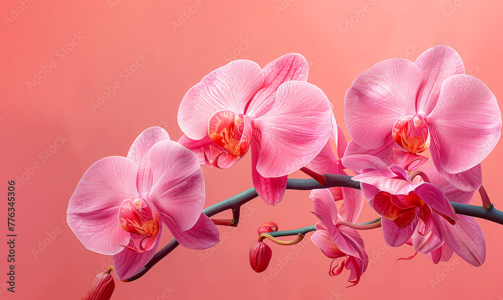 Wall mural A pink orchid with a pink stem and pink petals. Phalaenopsis, illustration, pink, solid background