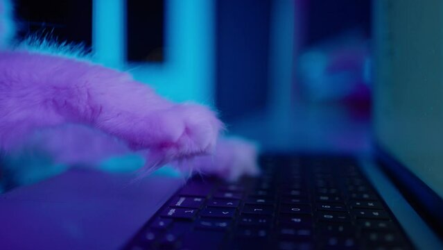 Cat paws typing on laptop keyboard. White kitten texting SMS message on computer, works on Internet online, studies remotely, playing gaming. Blue cyan turquoise lighting. Cool cat geek nerd. Close up