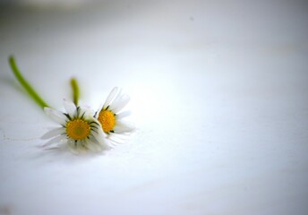 Daisy flower on white background close macro details