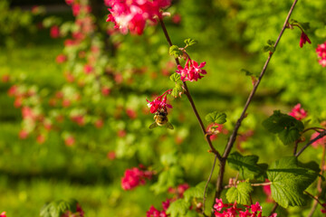 Red Currant flowers with bee pollinating during springs. Blossoming Pink Ribes Currant Flower in Spring.