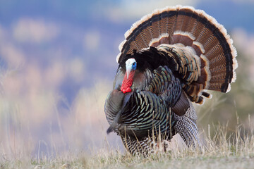 Wild Turkey - portrait of a male strutting with tail fanned out, against a natural background of mountain habitat, Merriam's supspecies