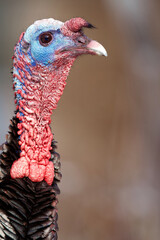 Wild Turkey - close up head shot showing the unique structures and colors of a male turkey's head during breeding season