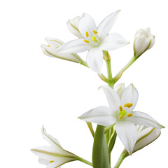 Fototapeta na wymiar Elegant white flowers with transparent background