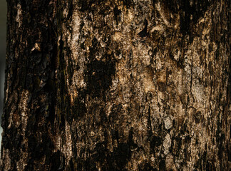 A tree trunk with a rough, weathered texture. The bark is brown and has a few spots