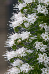 エキウム・シンプレックス　花模様