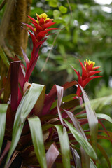 Obraz premium グズマニア