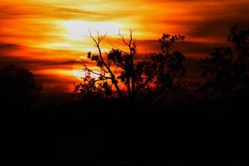 sunset over the trees