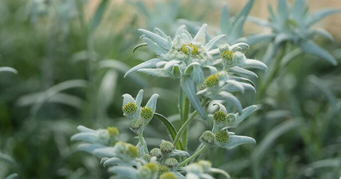 Close-up bunch of Edelweiss flowers on blurred green leaves flower field  background. Edelweiss is a rare flower plant in Leontopodium genus native to the European Alps carries symbolism of devotion