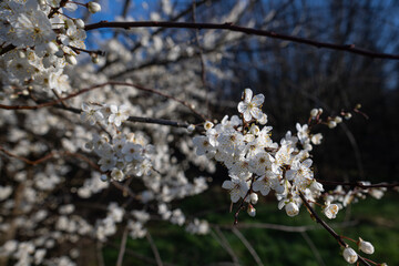 White beautiful plum blossoms on a twig.
