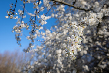 White beautiful plum blossoms on a twig.