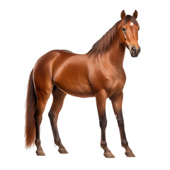 Brown Horse isolated on transparent background