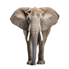African Elephant isolated on transparent background