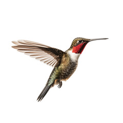 Ruby-throated hummingbird isolated on transparent background