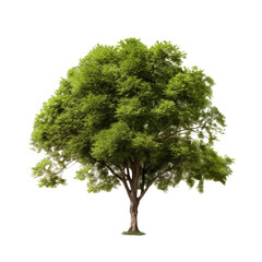 Trees isolated on transparent background