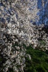 White beautiful plum blossoms on a twig.
