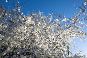 White beautiful plum blossoms on a twig.