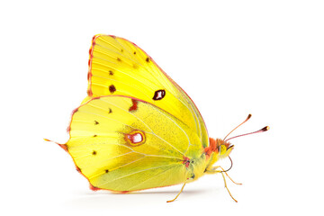 Beautiful Clouded Yellow butterfly isolated on a white background with clipping path. Side view.