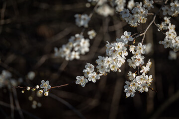 White beautiful plum blossoms on a twig.
